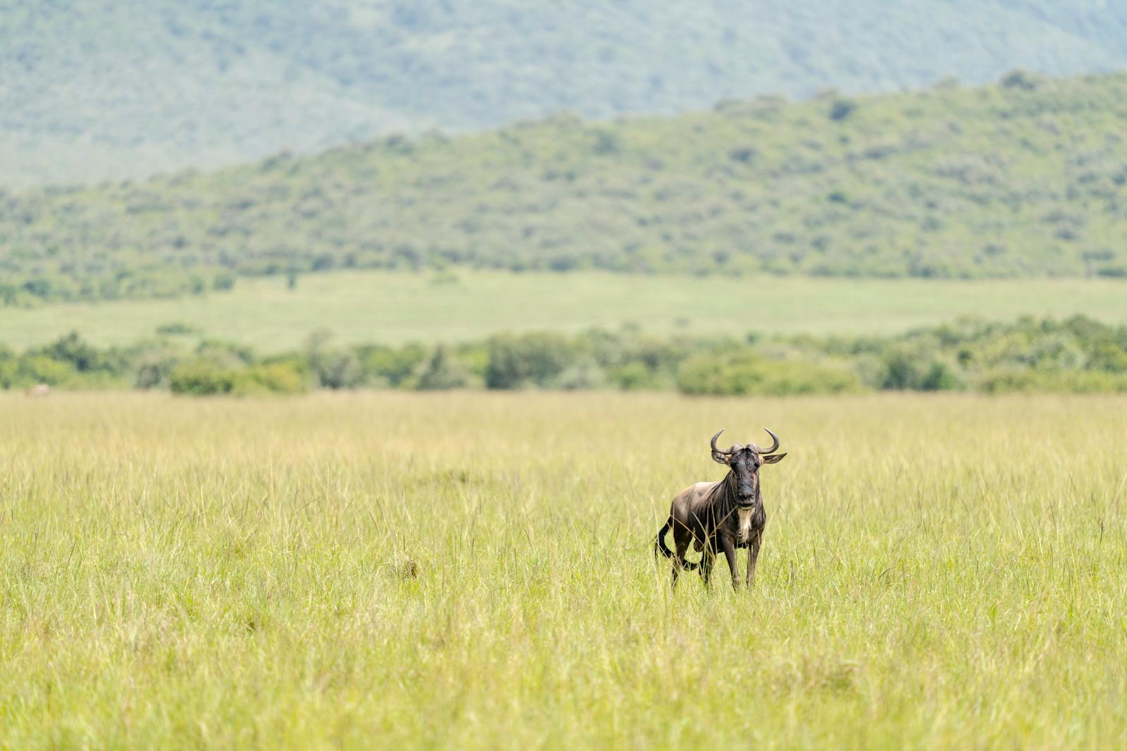 Maasai Mara Migration